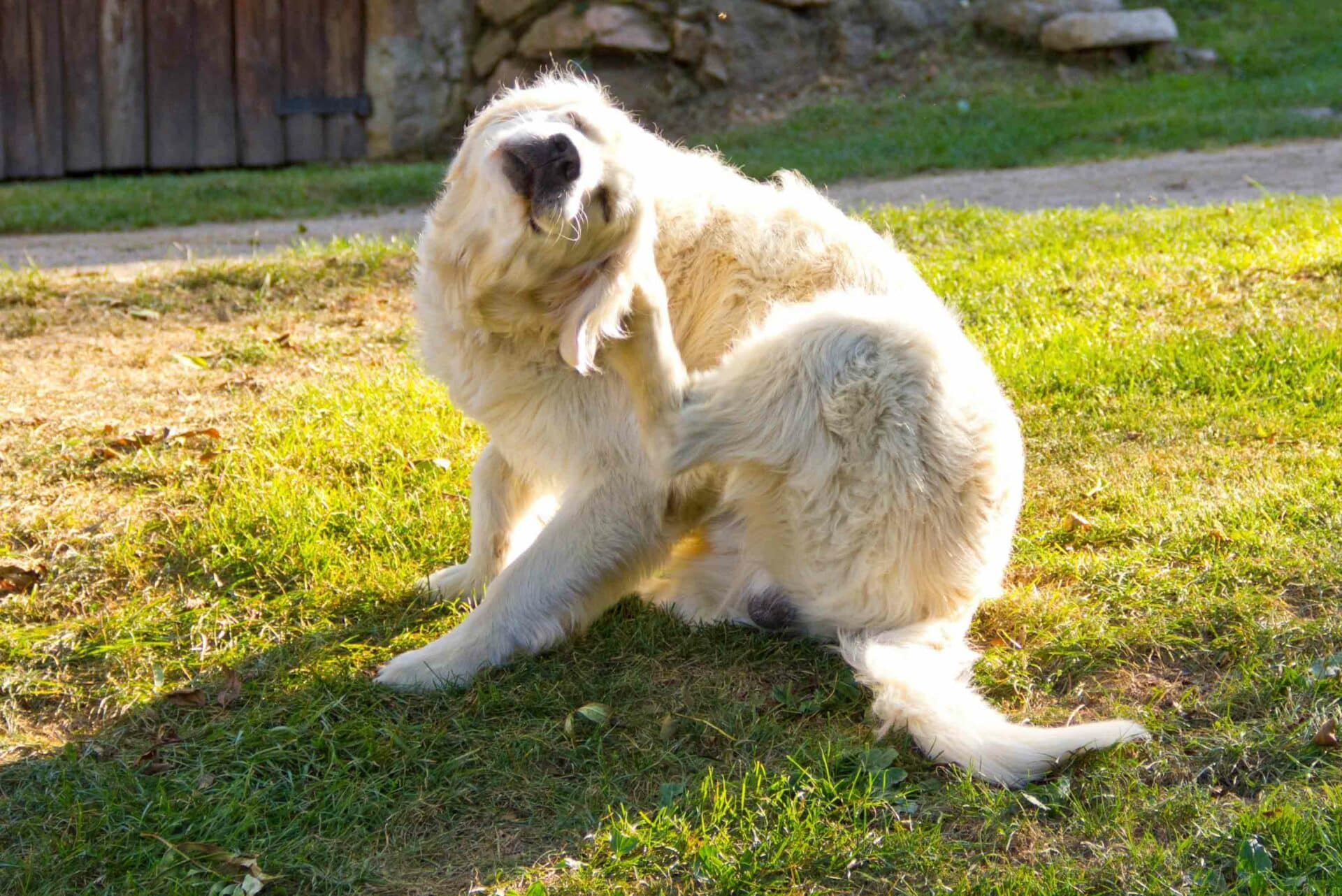 Licking, Chewing, Scratching – Is It a Hot Spot?