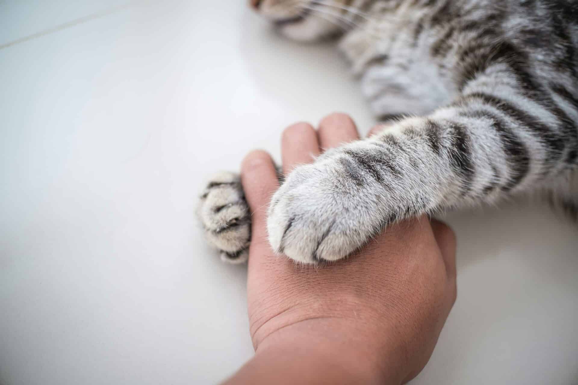 Peaceful Departures: Ensuring Comfort and Dignity for Your Pet's Final Journey