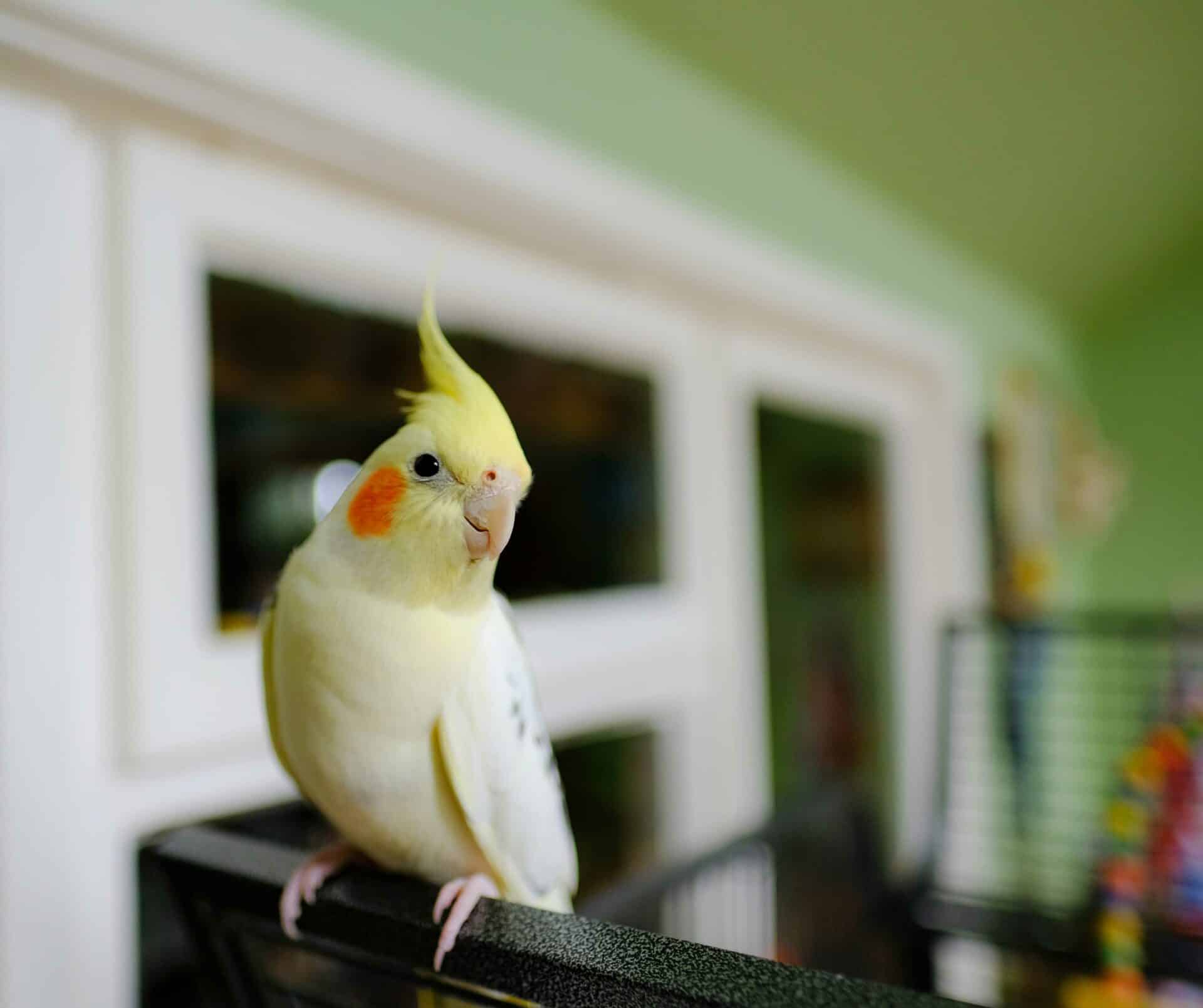 Pocket Pets