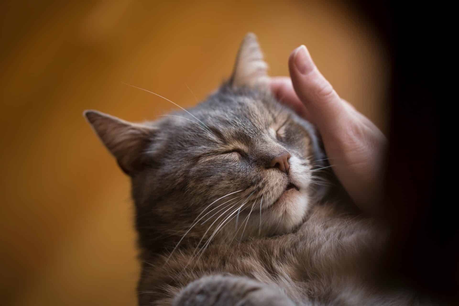 Ready to Help Your Pet Heal & Thrive?